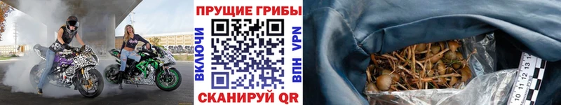 дарк нет клад  как найти наркотики  гидра tor  Бирск  Псилоцибиновые грибы Psilocybe 
