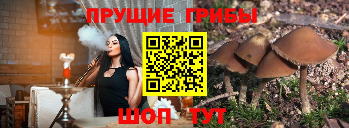 Бирск  Псилоцибиновые грибы мицелий  Вход с VPN 